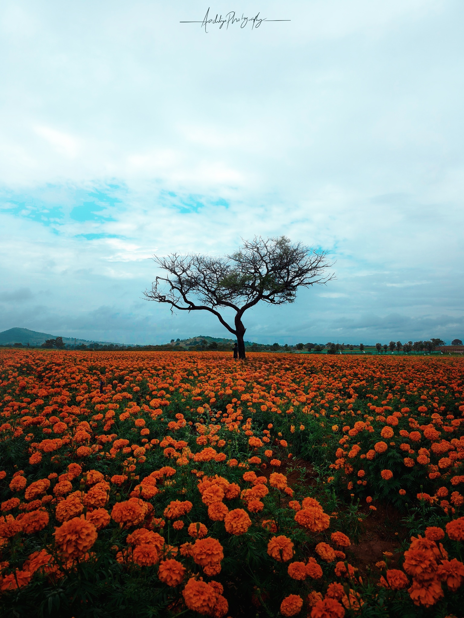 A tree standing alone Among Blossoms